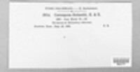 Passalora helianthi image